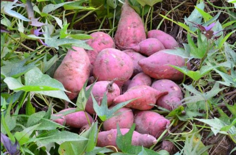 can-rabbits-eat-sweet-potatoes