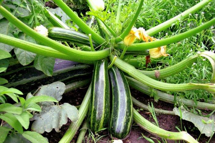 Can rabbits eat zucchinis or courgette