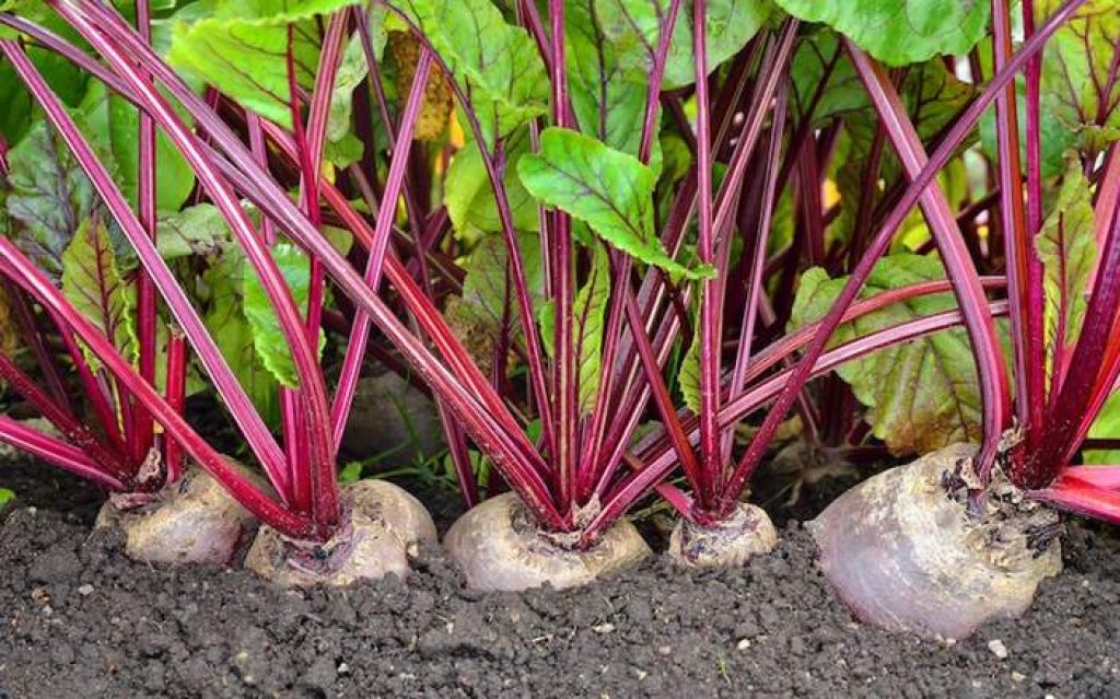 Can rabbits eats beetroot and beet greens