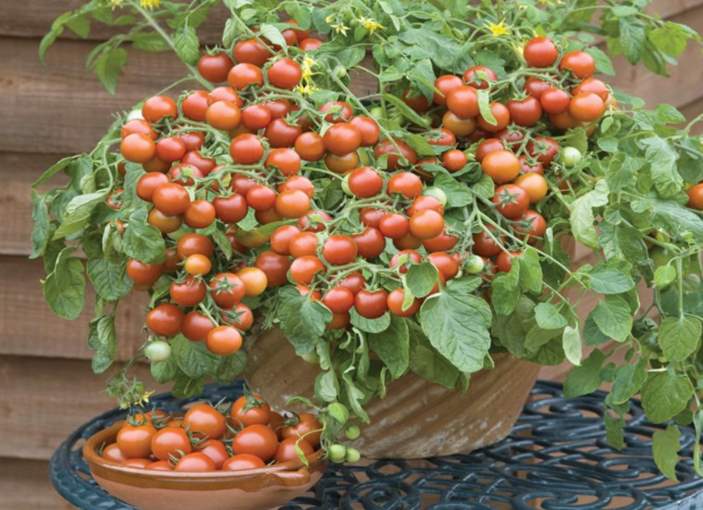 Cherry tomatoes - Can bunnies eat them