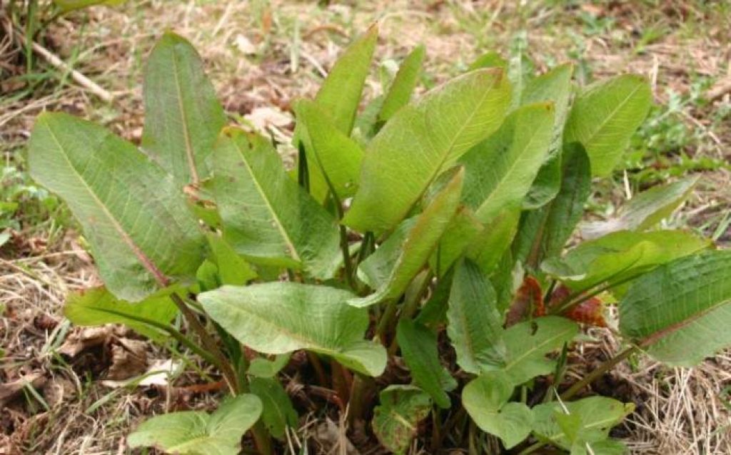 Dock leaves and rabbits - Are they safe