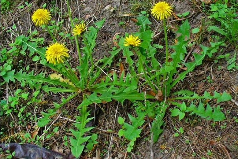 can-rabbits-eat-dandelions-greens-pet-care-advisors