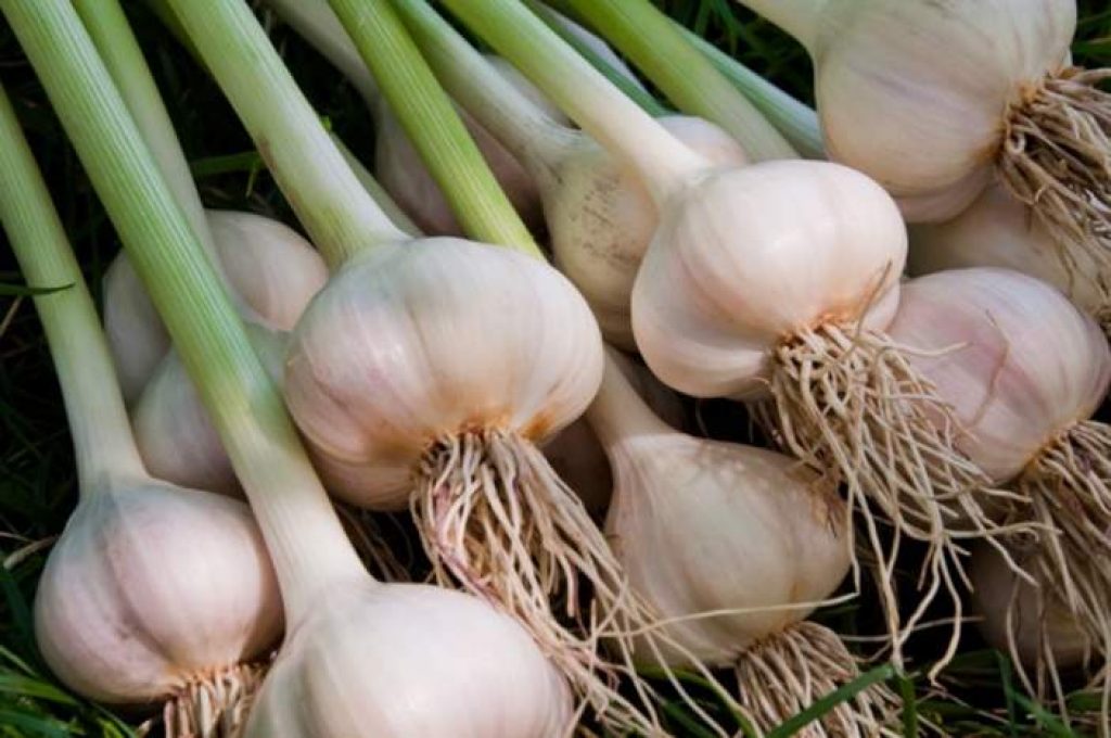 Garlic safety to rabbits