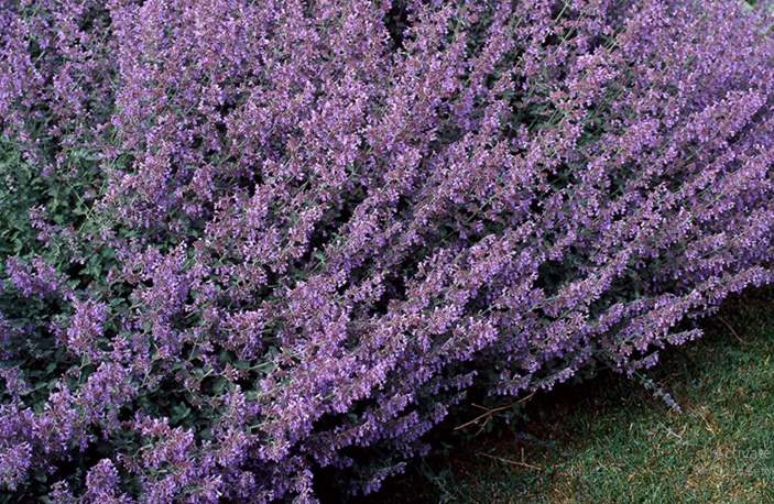 Is catmint safe for rabbits