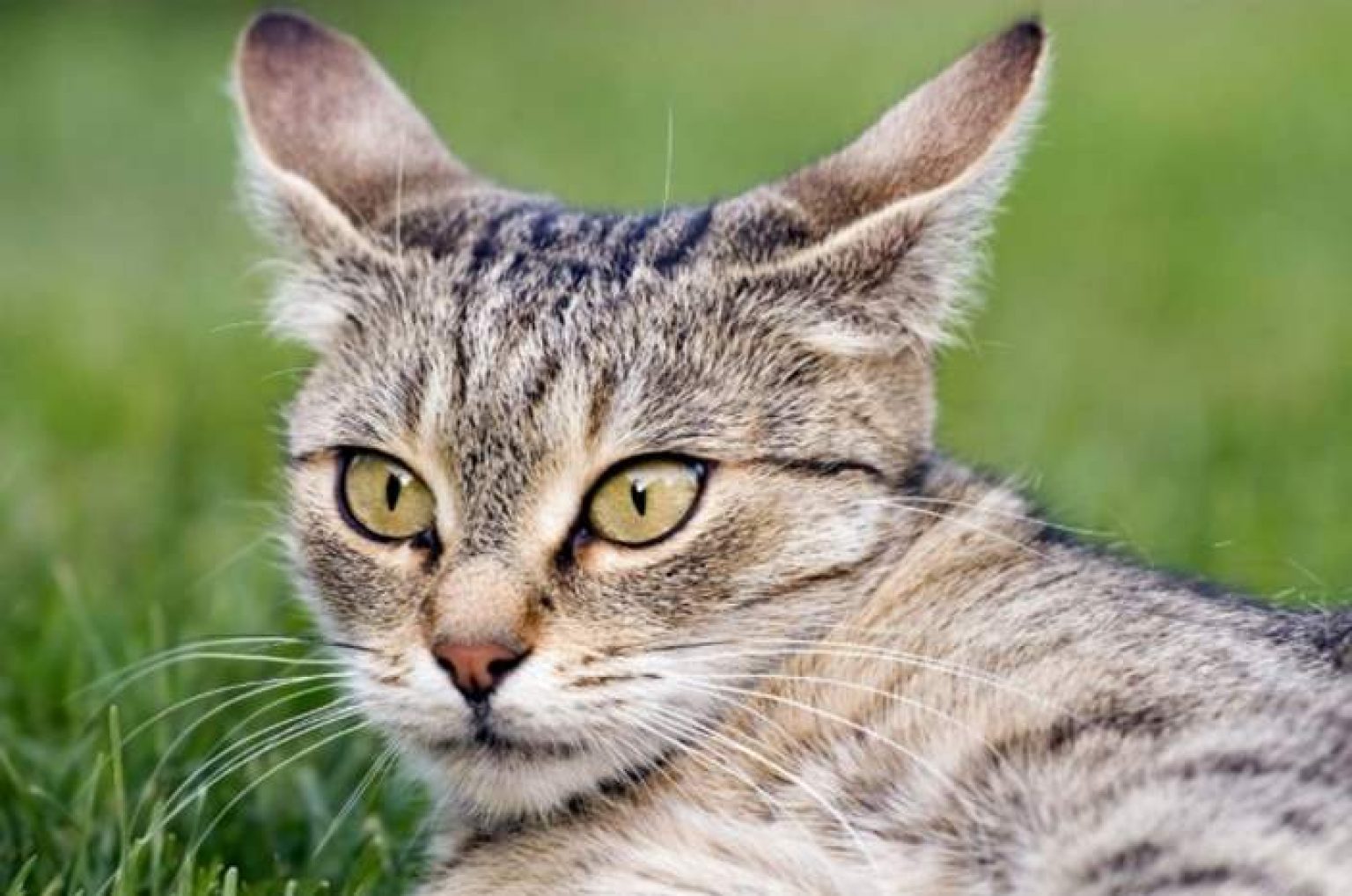 Why Do Cats Shake Their Heads? | Pet Care Advisors