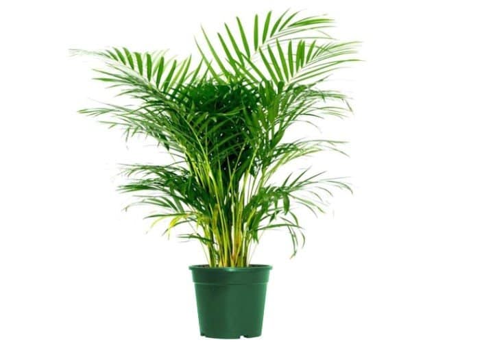 Are Areca Palms Safe for Cats or Toxic? Pet Care Advisors