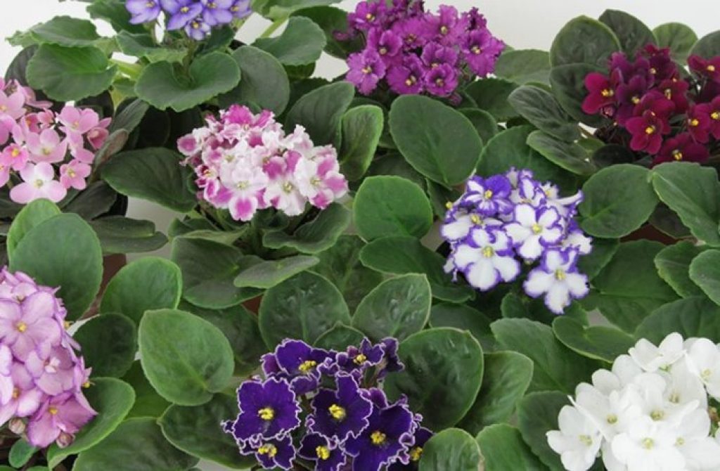 Are African Violets Safe for Cats