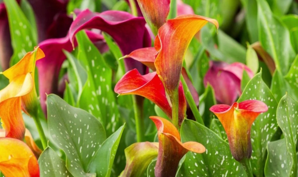 Are Calla Lilies Poisonous To Pets