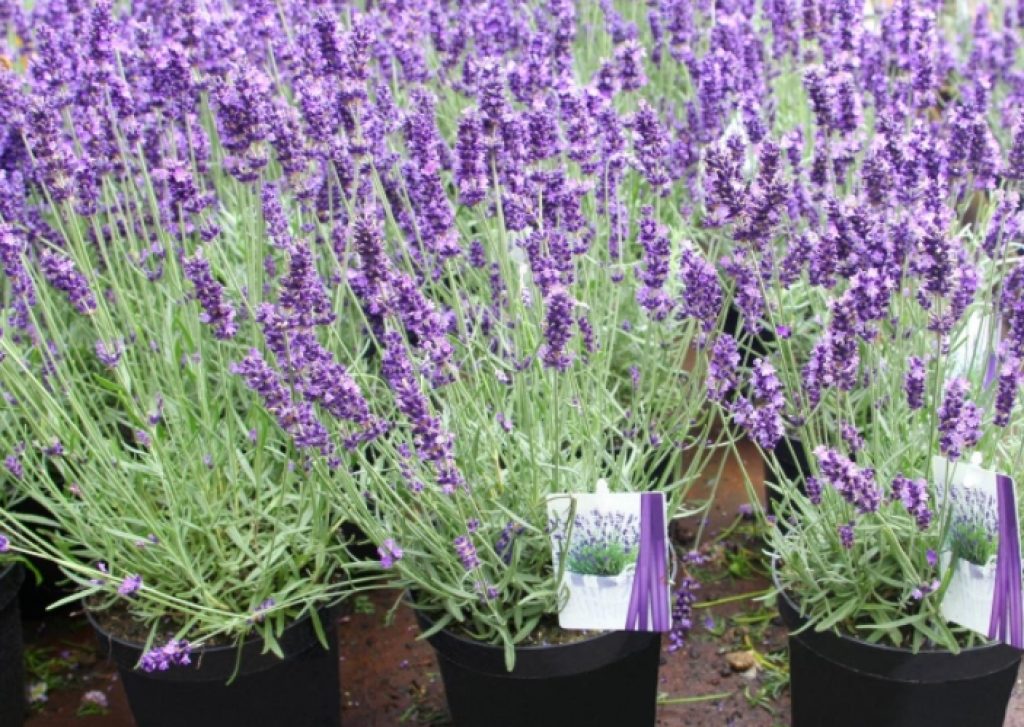 Are lavenders toxic to cats