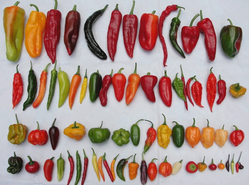 Can Cats Eat Chili Pepper or Hot Capsicums? | Pet Care ...