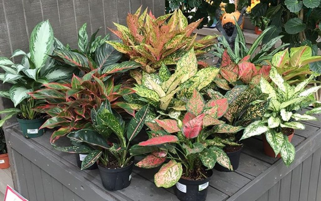 Can cats eat Aglaonema or Chinese Evergreen