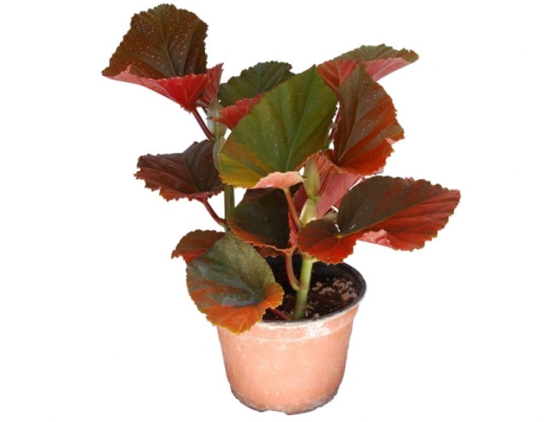 Are Begonias Like Angel Wing, Rieger, Strawberry, or Begonica Maculate
