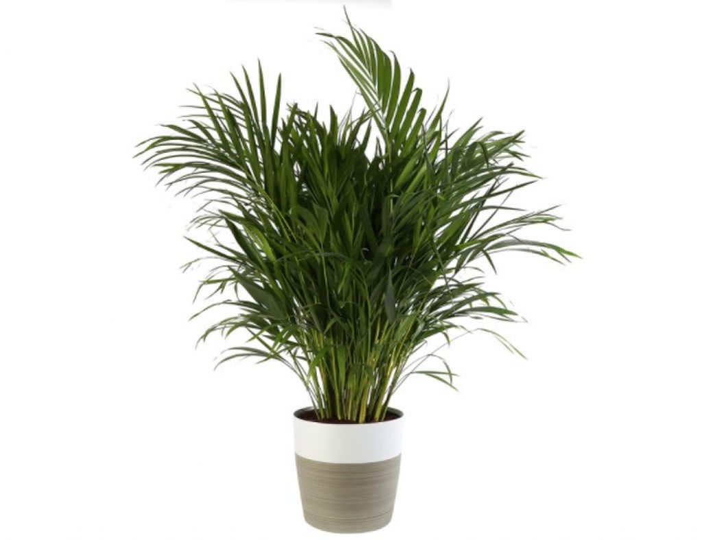 Costa Farms Areca Butterfly Palm Tree, Live Indoor Plant, 3 to 4-Feet Tall