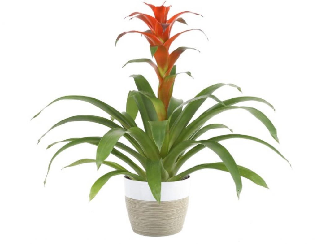 Costa Farms Live Indoor Blooming Bromeliad in White-Natural Decor Planter, 20-Inches Tall Grower's Choice