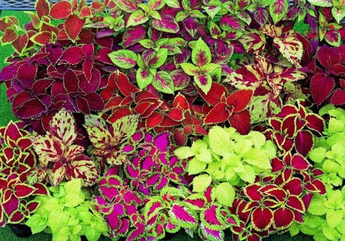 Do Rabbits Eat Coleus  Pet Care Advisors