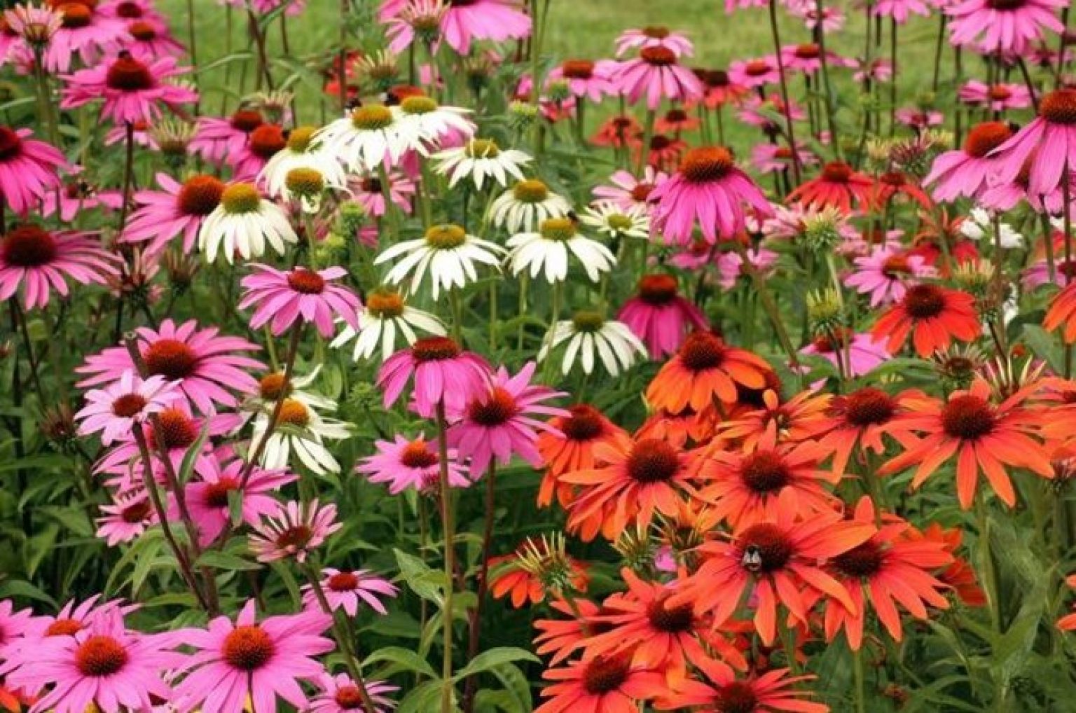 Do Rabbits Eat Coneflowers Or Echinacea Pet Care Advisors