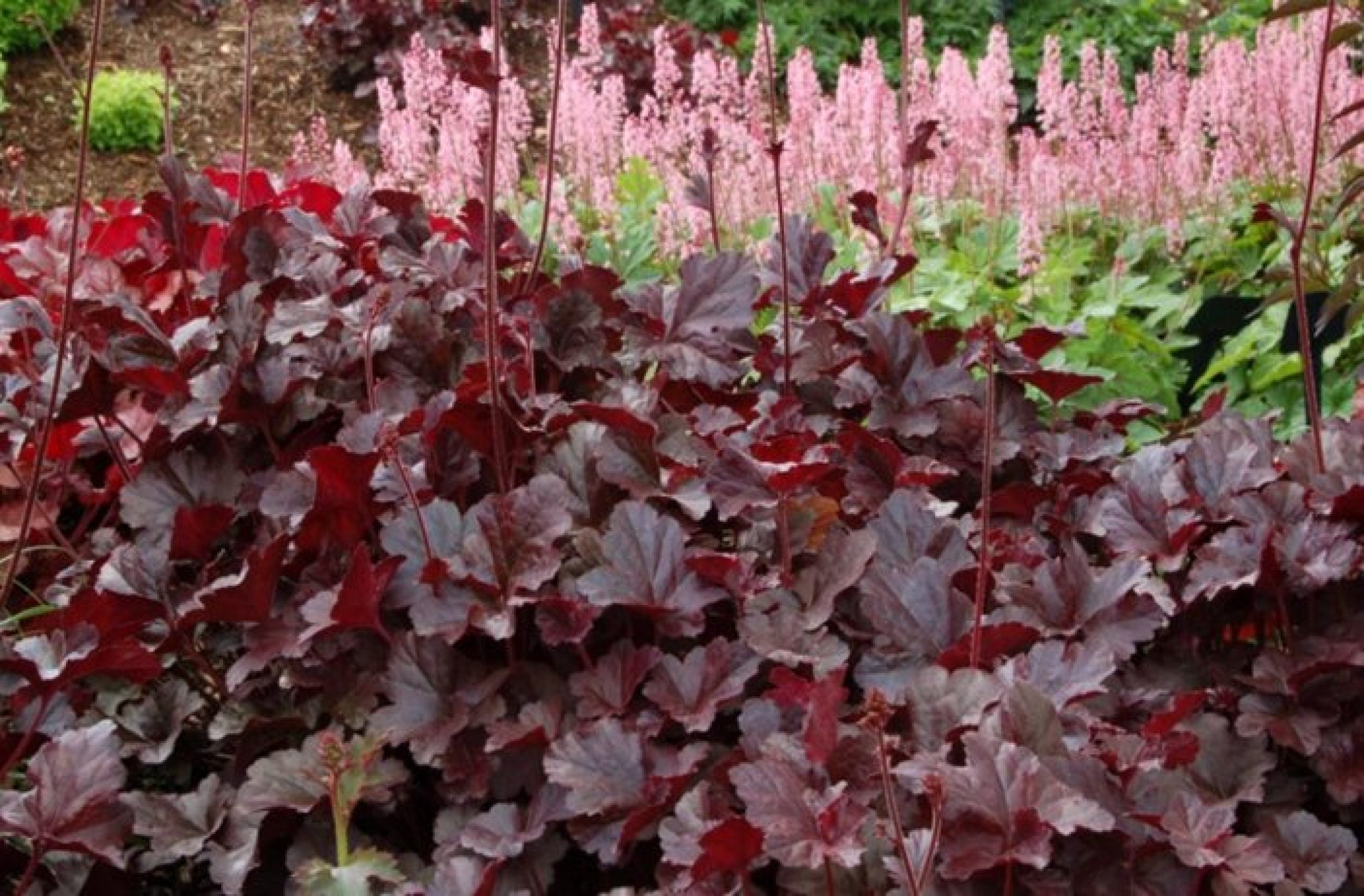 Кустарник гейхера. Гейхера гибридная (Heuchera hybrida). Гейхера карминно-красная. Гейхера Берри мармелад. Гейхера Брессингхем.