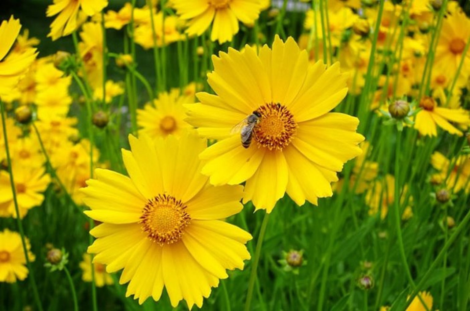 Do Rabbits Eat Coreopsis? | Pet Care Advisors