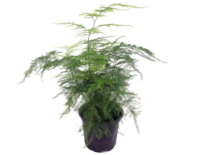 Is Asparagus Fern Toxic to Cats? Pet Care Advisors