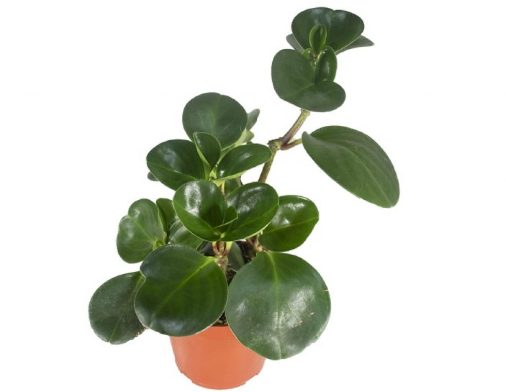 Peperomia Obtusifolia - 4 inch from California Tropicals