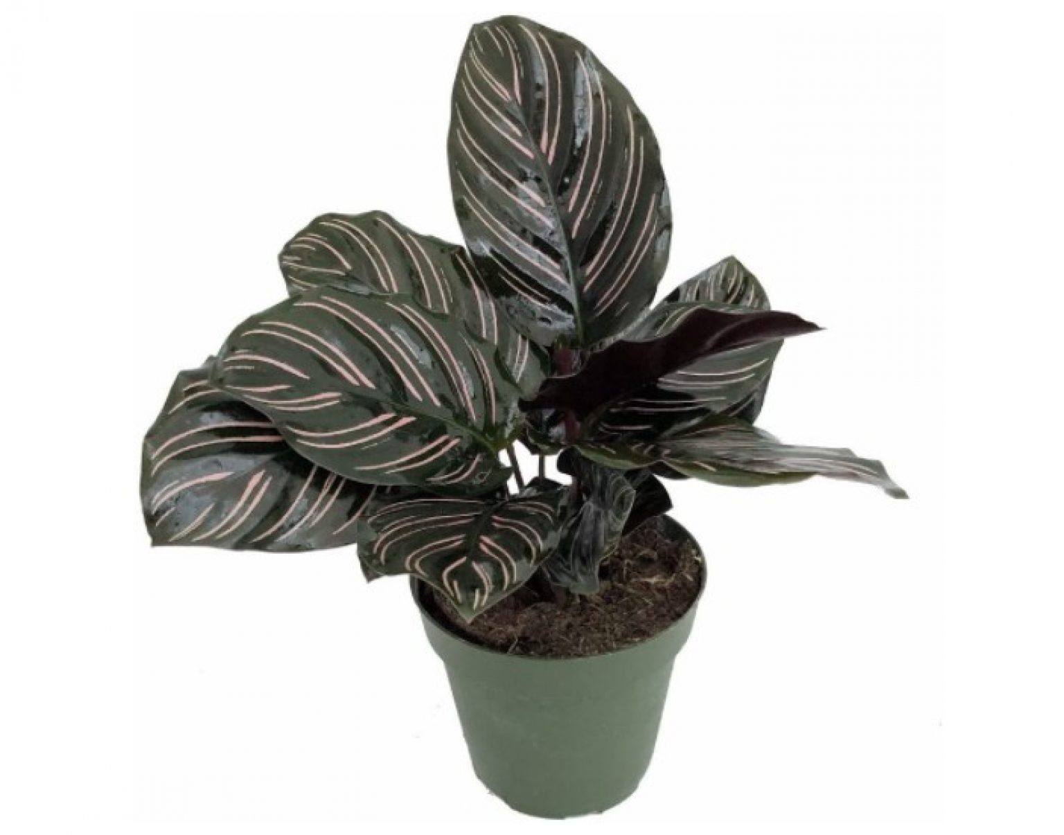 Is Calathea Ornata (Pinstripe plant) Toxic to Cats? | Pet Care Advisors