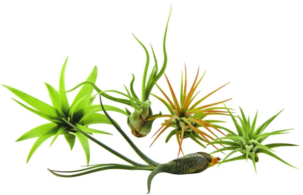 Are Air Plants Safe for Cats or Toxic? Pet Care Advisors
