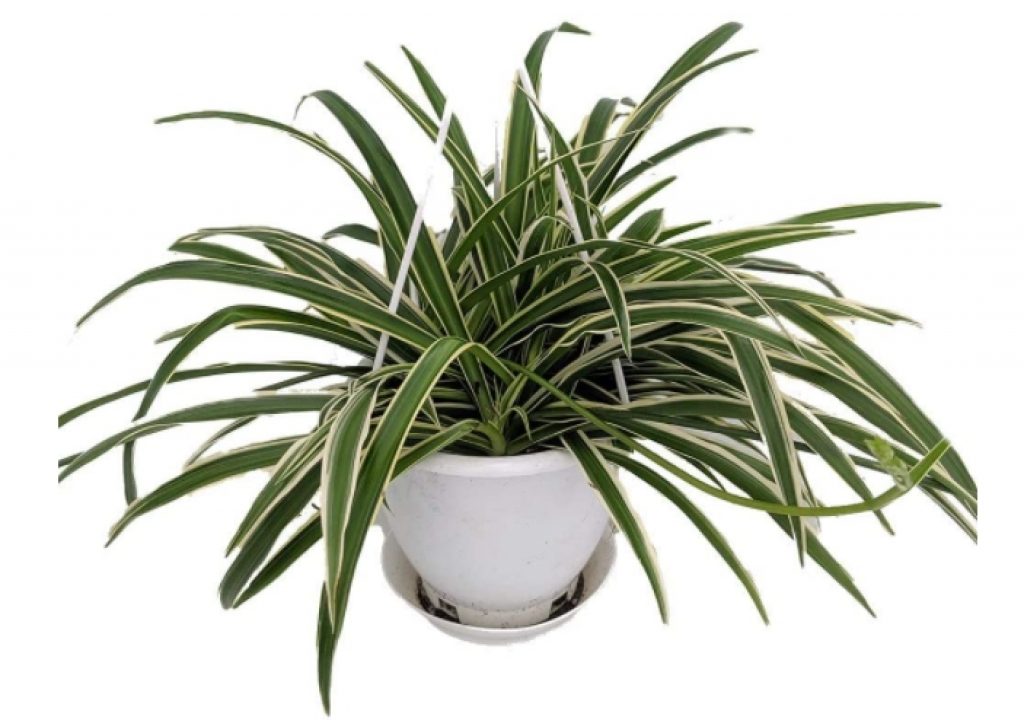 Are spider plants safe for cats