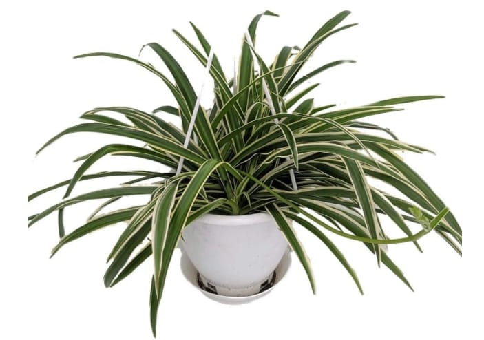 Is Spider Plant (Chlorophytum Comosum) Toxic to Cats or