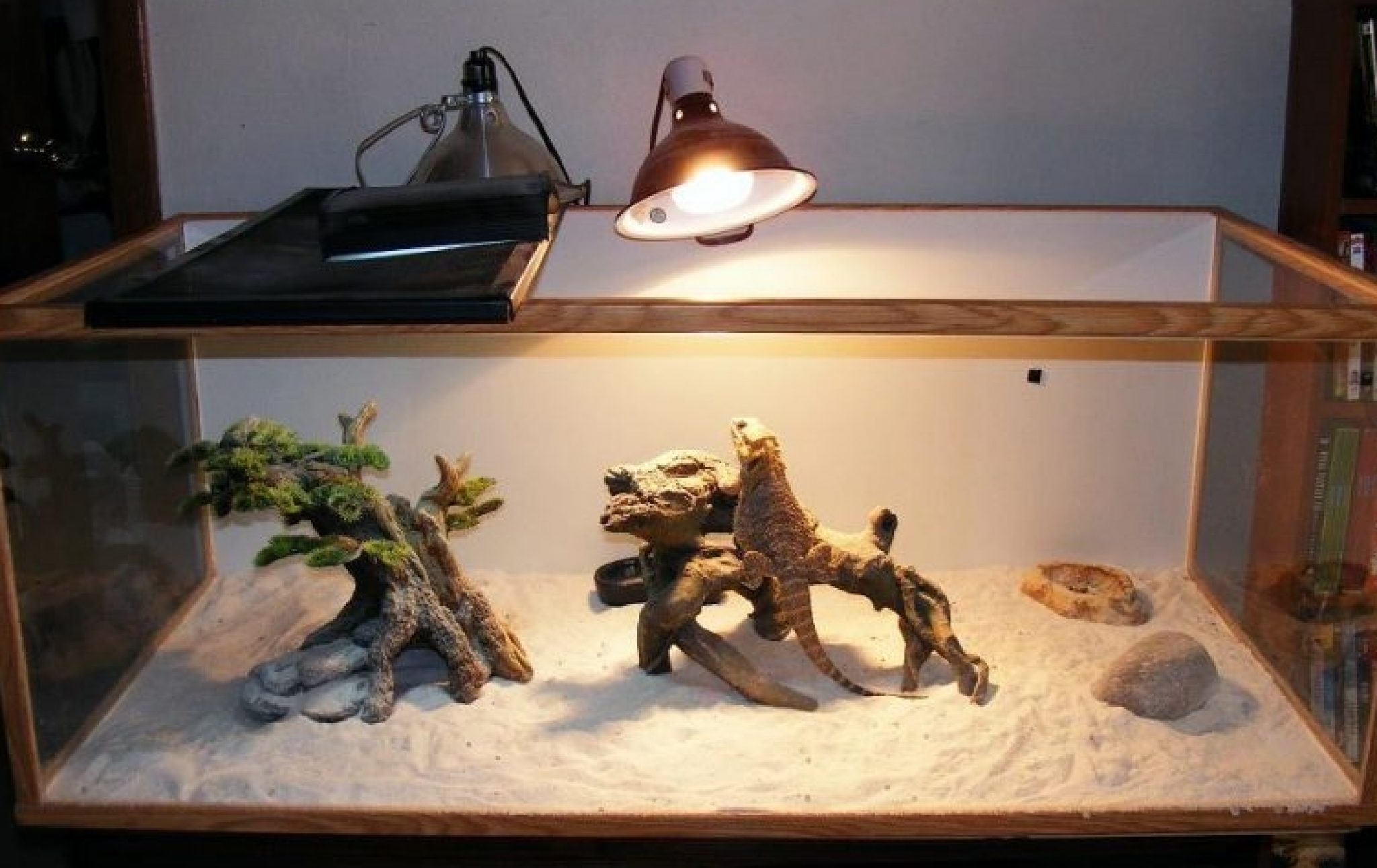 Bearded Dragon Basking and Nighttime Temperature Pet Care Advisors