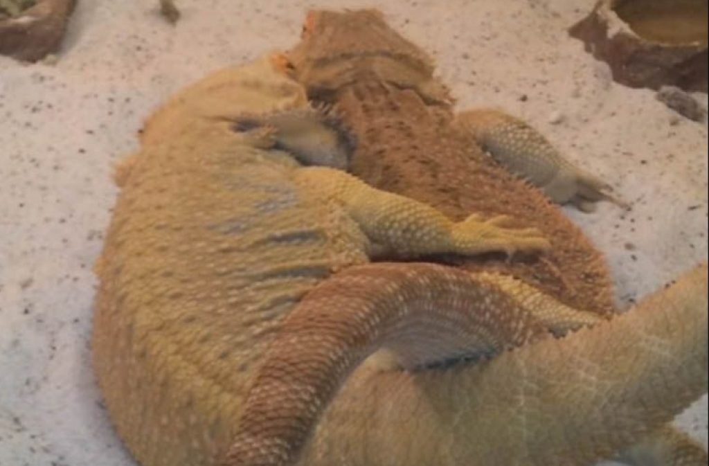 Bearded dragons mating