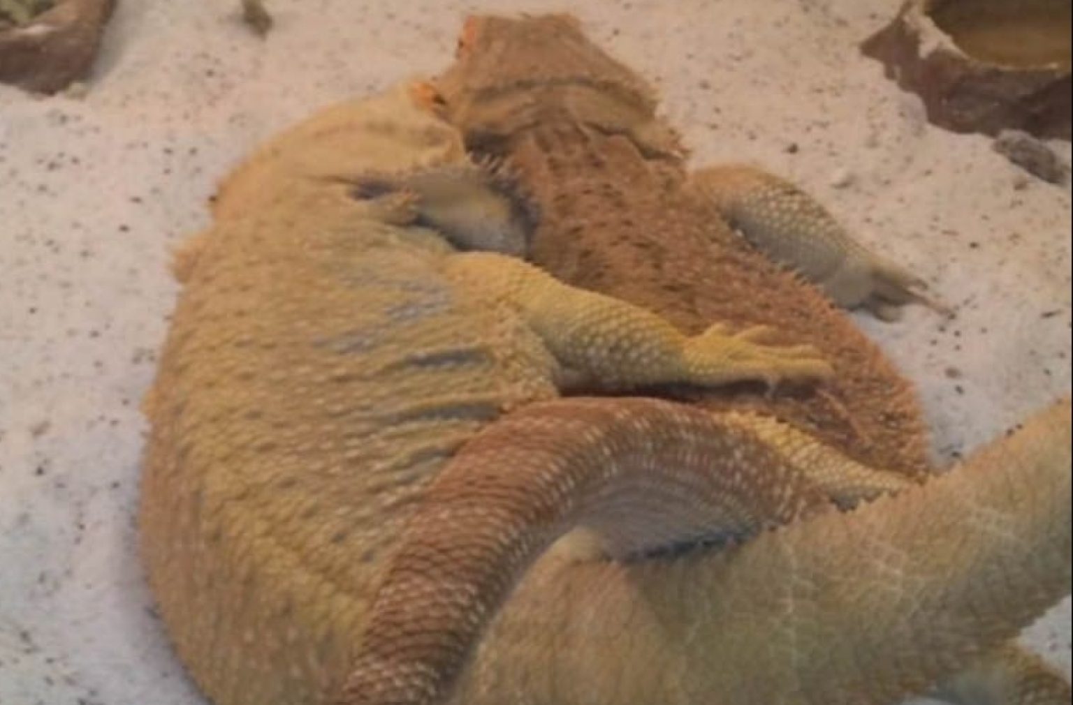 Bearded Dragon Breeding - Mating, Egg Laying and Incubation | Pet Care ...