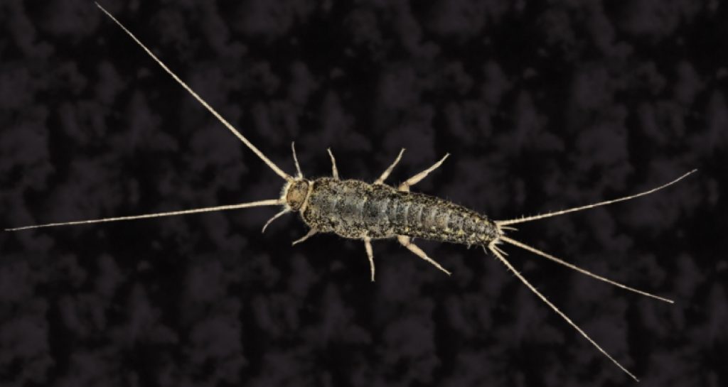 Can cats eat silverfish