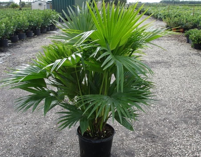 Is Chinese Fan Palm Toxic to Cats? Pet Care Advisors
