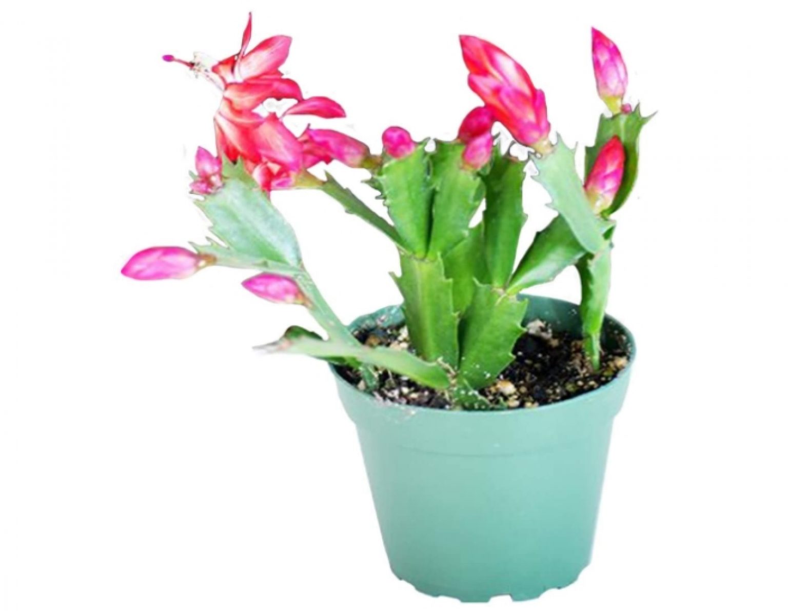 Is Christmas Cactus Poisonous to Cats or Safe? | Pet Care Advisors