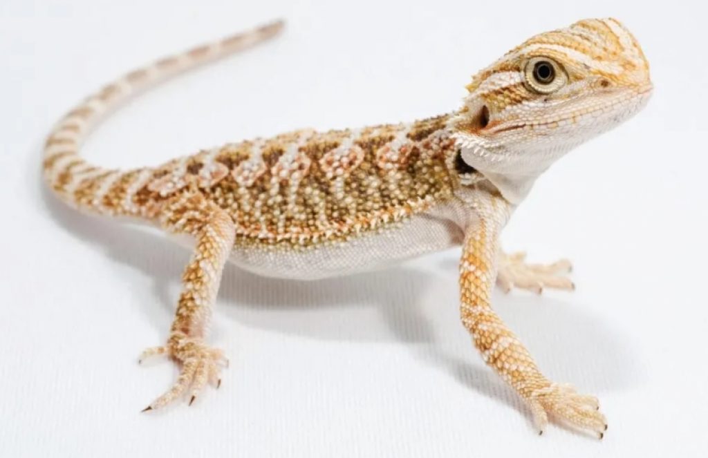 Juvenile Bearded Dragon Food Diet And How To Feeding Them Pet Care 