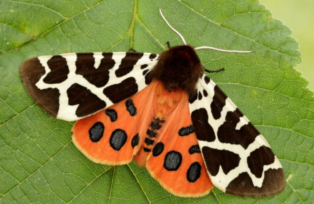 Garden tiger moth - toxic to cats