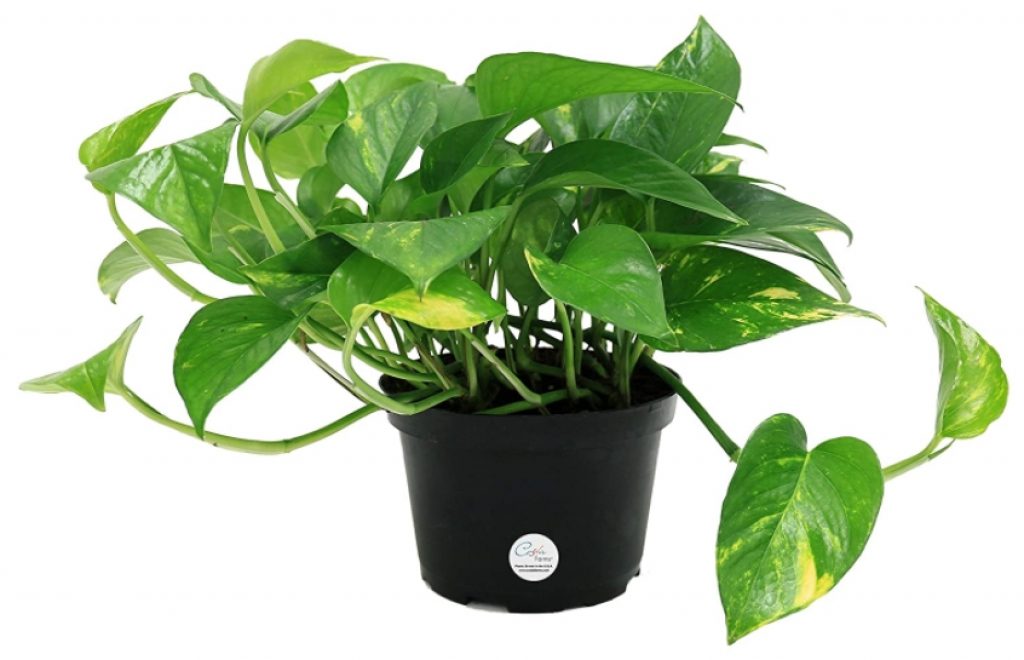 Is Golden Pothos (Devil’s Ivy) Toxic to Cats or Safe? Pet Care Advisors