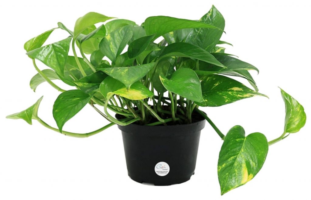 Golden Pothos Devil's Ivy Cat safe