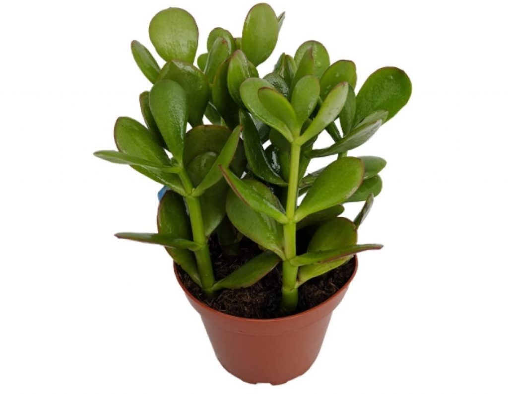 Is Jade Plant Safe for Cats