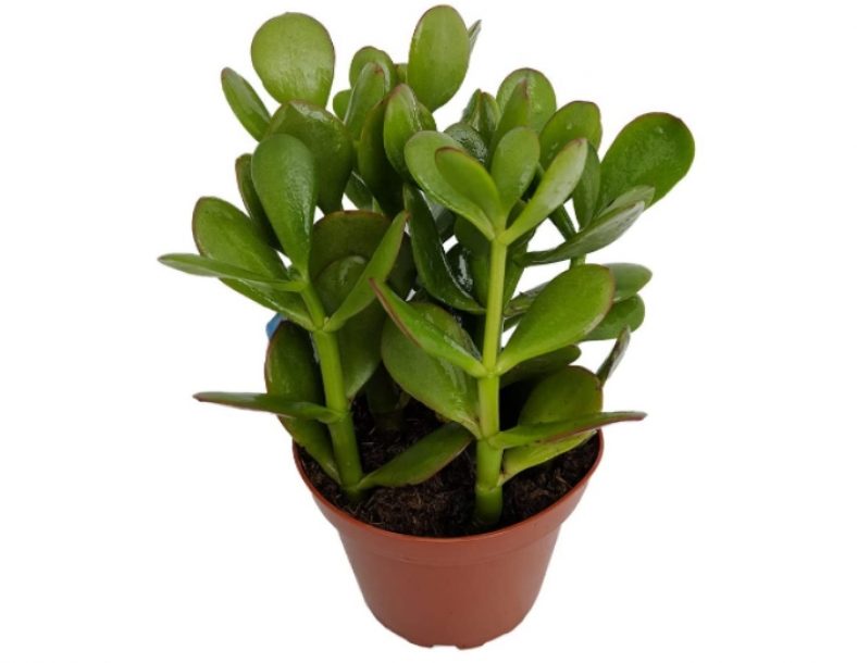 Is Jade Plant Safe For Cats Or Poisonous Pet Care Advisors