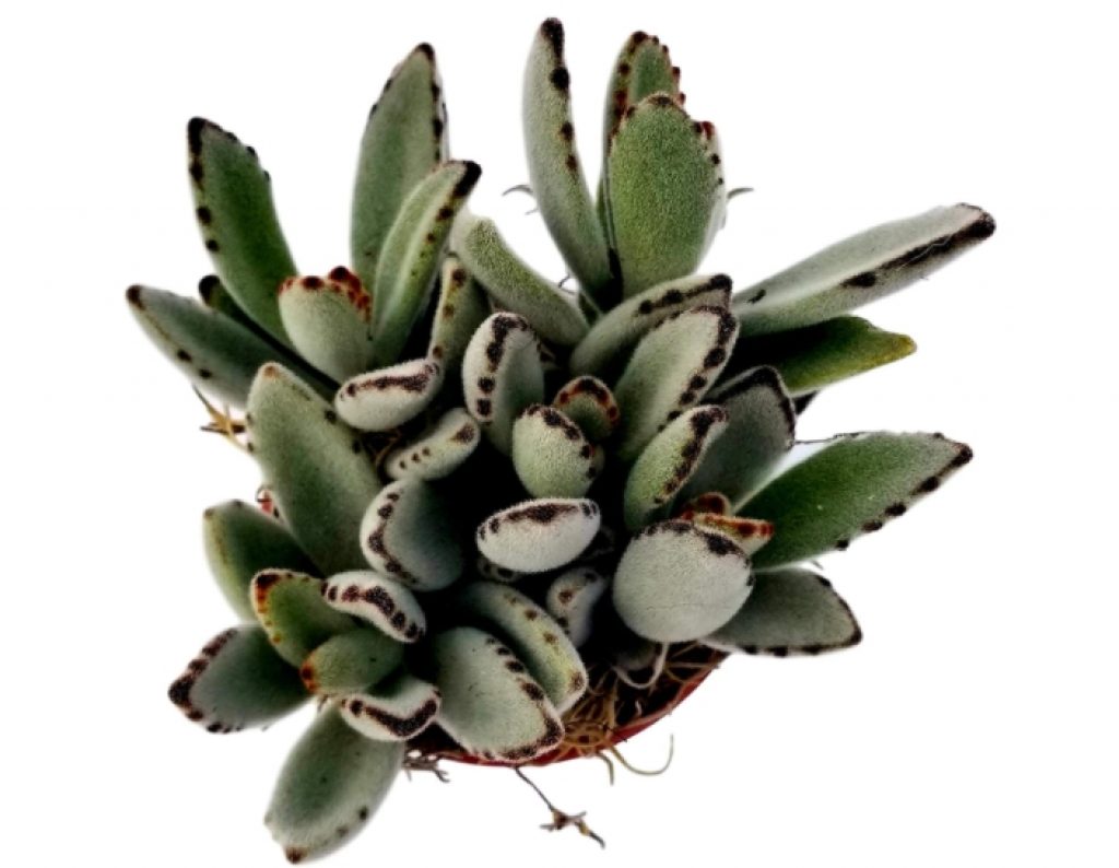 Is Kalanchoe Poisonous to Cat or Safe? Pet Care Advisors