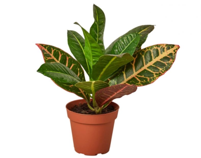 Is Croton (Codiaeum) Plant Poisonous to Cats? Pet Care