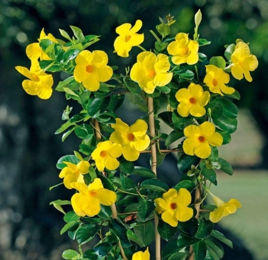 Mandevilla sanderi or Brazil Jasmine