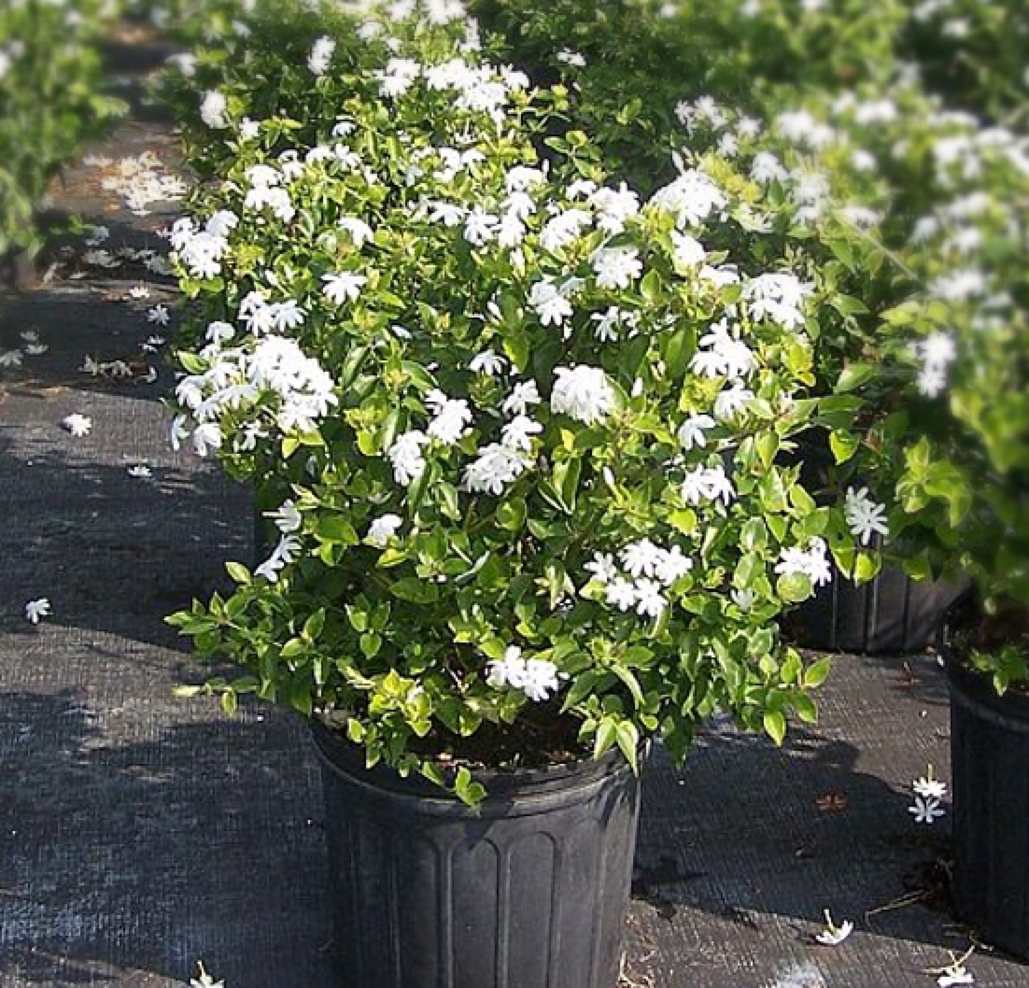 Where Can I Buy Jasmine Plants Near Me