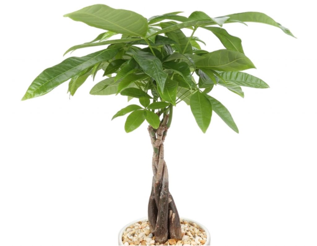 Is Money Tree Toxic To Cats Hey, Cat People—These Are the ONLY Indoor