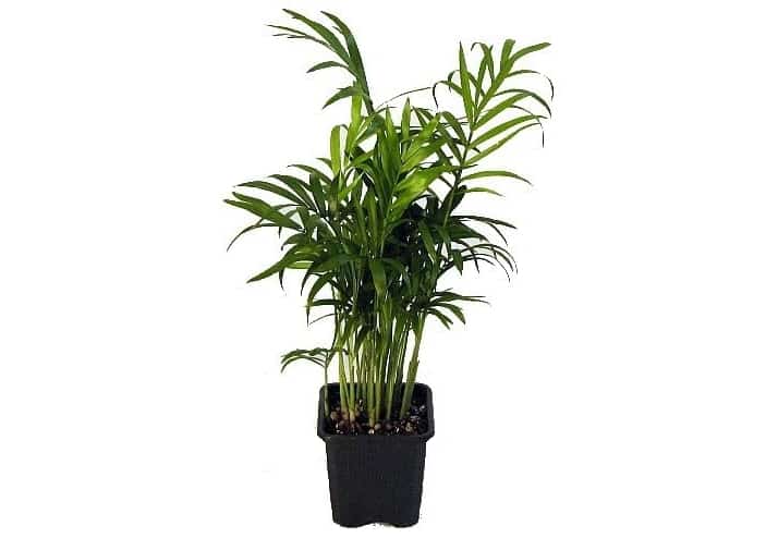 Is Chamaedorea Elegans (Parlor Palms) Toxic to Cats or Safe? Pet Care