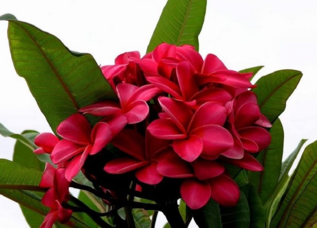 Plumeria rubra or red jasmine