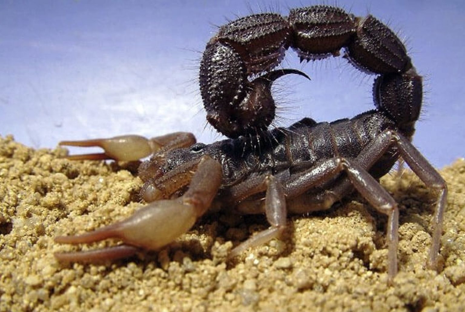 Черный толстохвостый Скорпион