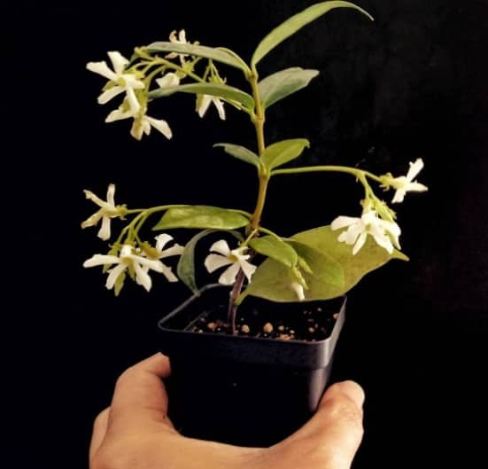 Star jasmine or Trachelospermum - Highly Fragrant