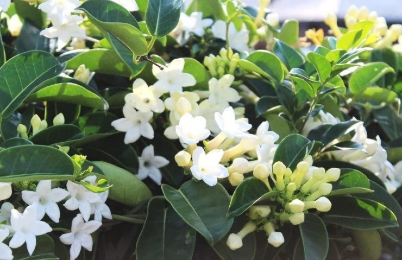 Is Jasmine Plant Safe for Cats | Pet Care Advisors